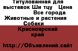 Титулованная для выставок Ши-тцу › Цена ­ 100 000 - Все города Животные и растения » Собаки   . Красноярский край